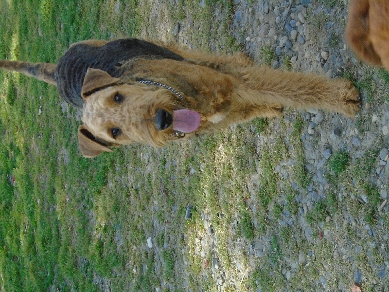 Larrekia Zeus de