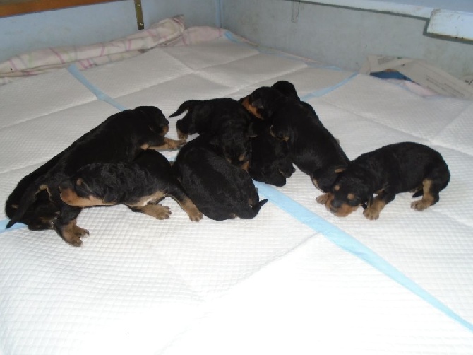 AIREDALE TERRIER LARREKIA